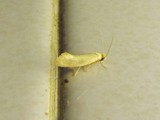 Ceratophaga vastellus